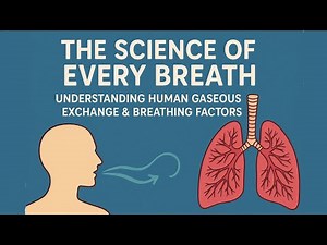 How Breathing Works | Human Respiration & Gas Exchange Explained