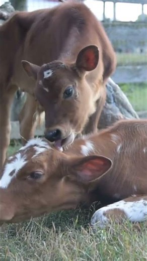 Cows Have Best Friends 🐄❤️ They Love Each Other! Just Like Humans!