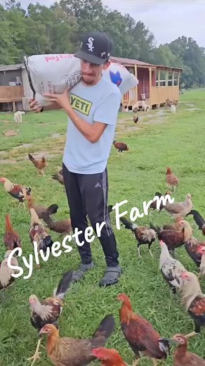 feeding feeding feeding😣 #roosters #hawaiigamefowl #chicken #chickensofinstagram #gamerooster #gamefowlbreeder #tennessegamefowl #oklahomagamefowl #gamefowl #mississippigamefarm #oklahomagamefarm #alabamagamefarm #americangamefowl #backyardbreeders #babychicks #hatchgamefowl #gamefowlbreeders #chickensoftiktok #rooster