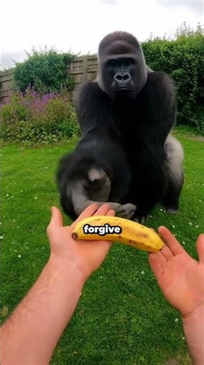 Gorilla Was Saving My Cat! Not Hurting Him!❤️🥺🐱