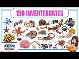 150 Invertebrates for Kids | Animals Without Backbones