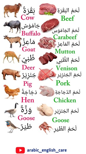 Learn animals names and their meat's names #speakarabic #arabiclanguage