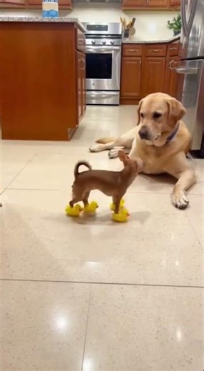 Tiny Chihuahua in Squeaky Duck Shoes vs Calm Lab 🐶😂 | Hilarious Kitchen Moment