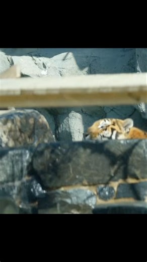(4K) 스믈스믈 물을 가로질러가는 시베리아 호랑이 백두 Baekdu (영상제공🐯태태건무님) 2026.04.25 #shorts #tiger #bigcat