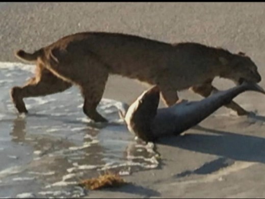 Bobcat Catches Shark Off Florida Beach