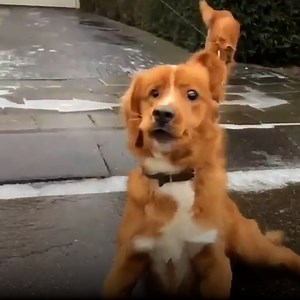 Some animals are clumsier than others...😂😂 | LADbible