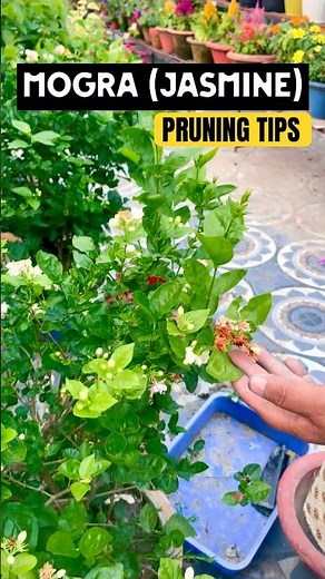 Jasmine Pruning Secrets Every Gardener Should Know! #Jasmine #GardeningSecrets #flowercare