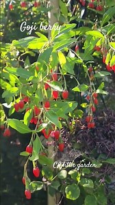 🌹🐝Goji berry plant, so easy yet abundant in summer ☀️ zone 10A
