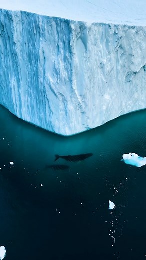 Una ballena jorobada con su ballenato nadando por los icebergs de Groenlandia es todo lo que necesitas ver hoy 🩵🐋 🎥 @withluke | Discovery Latinoamérica