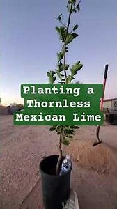 Planting a Thornless Mexican Lime 🍋