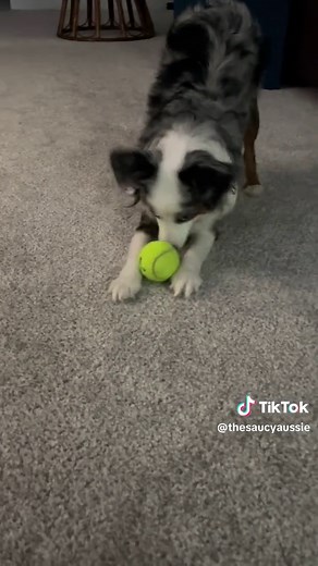 thesaucyaussie on TikTok