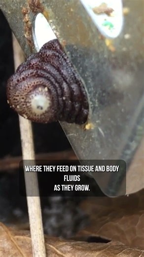 One of Nature’s Creepiest Parasites (Think You Know?)