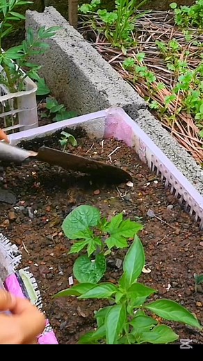 Growing​ Bottle​gourd | BelovE Garden