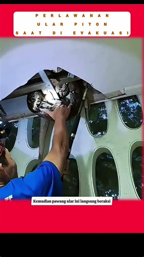The moment the handler evacuated the python from the Plavon #kingkobra #cobra #handler