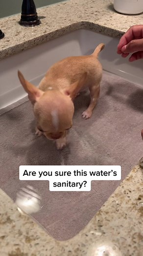 Hilarious Chihuahua Bathtime Antics