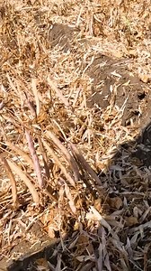 128K views · 1.6K reactions | Affordable Isn’t Working!! | Larson Farms | Facebook