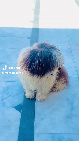 Shihtzu Puppies: A Guide for Enthusiasts