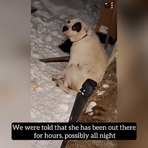 🚨 JUST RESCUED – TERRIFIED GIANT FOUND FREEZING IN THE COLD 🚨 Earlier today, we were tagged in a post about a large, terrified dog that workers had been trying to secure without success. She had been out since at least 5 AM, possibly all night, braving the freezing temperatures. The kind workers did everything they could to help, throwing blankets over her to keep her from going hypothermic until we arrived. We knew securing her would be a challenge—this 130-pound girl was frozen in fear, grow