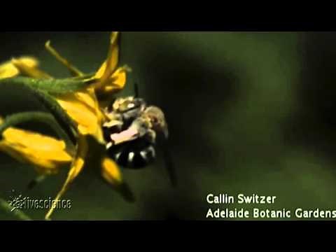 Head-Banging Bee Puts Metal Heads To Shame | Video