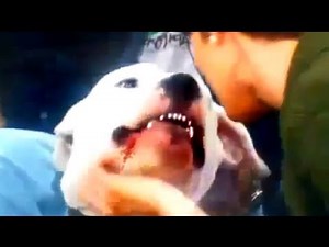 Dog bites anchor TV LIVE!!!! Kyle Dyer's Face