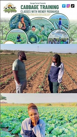 R16 000 profit from 1000 cabbages production #cabbage #SouthAfricanFarming #CabbageFarmingSuccess