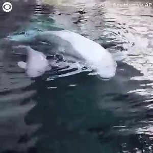 BABY BELUGA: Whisper the beluga whale gave birth to a 174-pound calf, measuring 5 feet 4 inches in length on May 17. The Georgia Aquarium released video of the two and said they are resting and bonding while the staff monitors them 24-7. | CBS Newspath