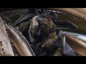 Bat mother breastfeeds her baby. Slow motion