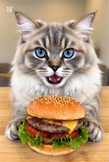 Cat eating fast food🍟🍔#cats #fastfood #america
