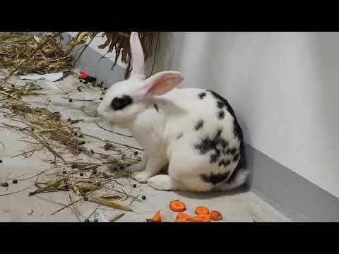 Full video of a wonderful rabbit mum giving birth to 8 cute baby bunnies at home for the first time!