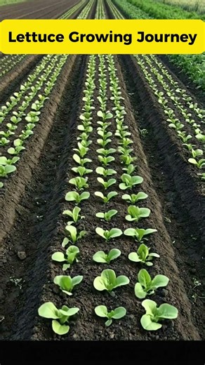 Lettuce Growing Journey