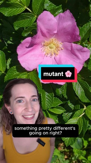 Mutant Flowers: Unraveling Floral Genetics