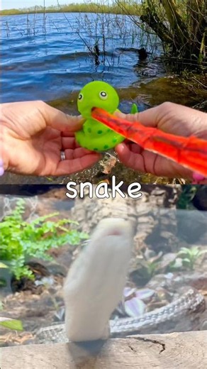 Animal Names for Kids | Toy Learning Fun at the Lake: Koala Duck Tapir Snake African Wild Dog