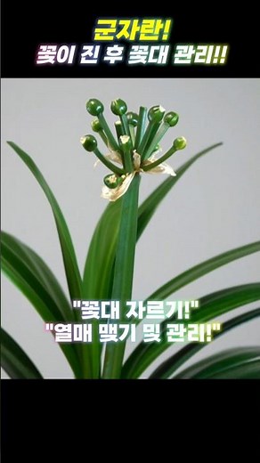 군자란 꽃이 진 후 꽃대 관리 - 번식 / 꽃대 자르기 / 씨앗맺기 / 열매보기 / 여름관리/ 홈가드닝 실내식물관리 정원 - HomeGardening #Clivia #군자란