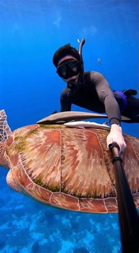 Ancient Sea Turtle Offers Me A Ride!