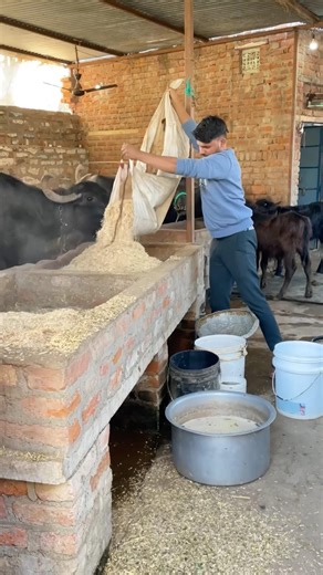 Day 01 | पशु पालन की सही शुरुआत कैसे करें | Pashu Palan Beginner Dairy Farming Tips