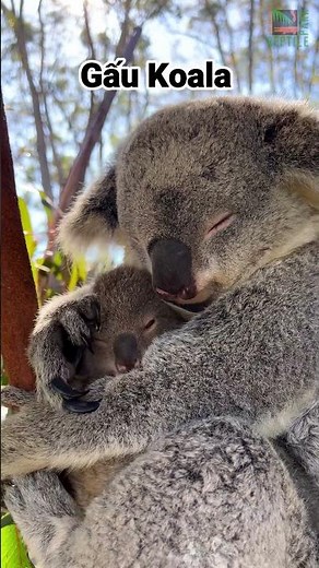 The cutest animals in the world (P1) #pets #animals #cute