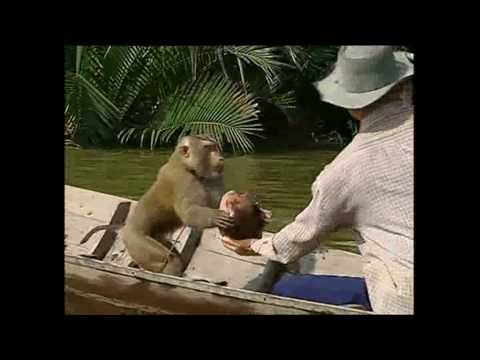What's Funny About The Business Of Monkeys Picking Coconuts?
