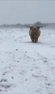 We don’t take it lightly when we’re asked about a safe heifer bull…Dollar has been our bull for our heifers for the last 3 years and so far we’re having nice small calves, and no issues knock on wood! His babies are also some of our sweetest at weaning! Straws available!! #bulls #cows #highland | webbcattlecohighlands