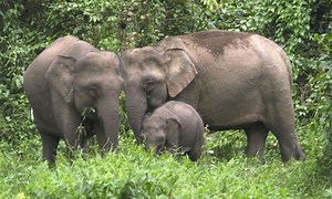 Borneo elephant - Alchetron, The Free Social Encyclopedia