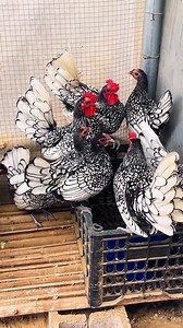 Choosing the right chicken breeds for your backyard is key. They should give you large eggs for more nutrition and a special touch to your breakfast. Picking breeds that lay lots of eggs means you’ll always have fresh, tasty eggs for your family. Plymouth Rock, Australorp, and Marans are top picks for big eggs. They can lay up to 30 oz of eggs per dozen, which is huge. Hybrid breeds like Isa Brown and Golden Comet are also great for backyard flocks. They lay a lot of eggs, up to 300 extra-large 