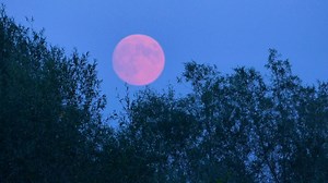 Une super lune rose va éclairer le ciel le 16 avril