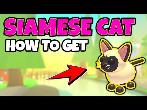 How to Get SIAMESE CAT - Cost, Snax Farming and Tricks [ADOPT ME] Roblox
