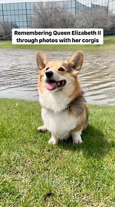 The Corgi Community will miss you, Queen. Rest In Peace and thank you for all the good you’ve done 💔🙏. Beautiful artwork at the end by @savvydragonart. #queenelizabeth #corgicommunity | Brady the Tri-Colored Corgi