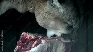 Beautiful Canadian Cougar, Puma Concolor eat raw meat during snowfall in national park. 4k 120fps super slow motion raw footage