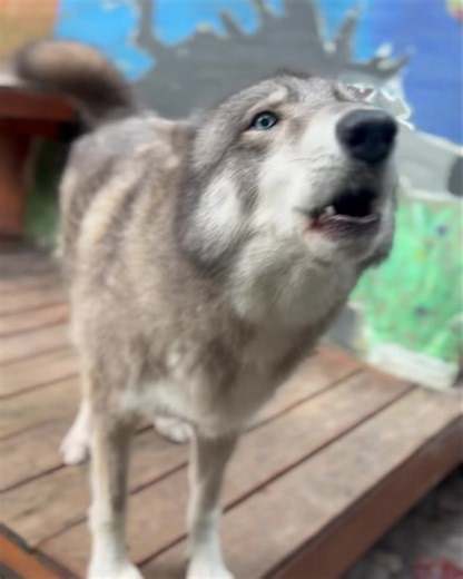 One of the ways in which wolves interact with one another is through howling. A wolf’s howl is a vocalization, which means that it’s a sound produced in order to communicate. Wolves howl to communicate their location to other pack members and to ward off rivaling packs from their territory. It’s also been found that wolves will howl to their own pack members out of affection. #funfactfriday #howling #bekindtoanimals #shywolfsanctuary | Shy Wolf Sanctuary