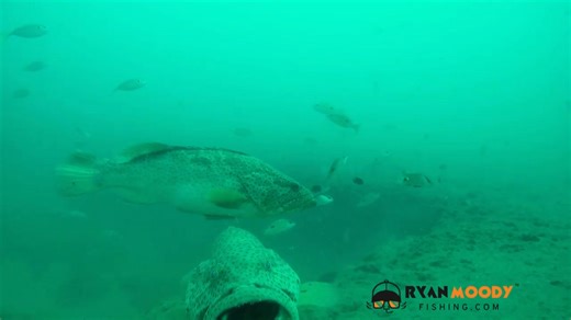 7.6K views · 39 reactions | Red Emperor and Nannygai are common residents of underground springs that we call Wonky Holes. While they don't actually school together, they can be found in the same locations. It's a common misconception that finding these reds is limited to depths over 40 metres! However, I've been catching them inshore around the 20 metre mark for years out of my barra punt! | Ryan Moody Fishing | Facebook