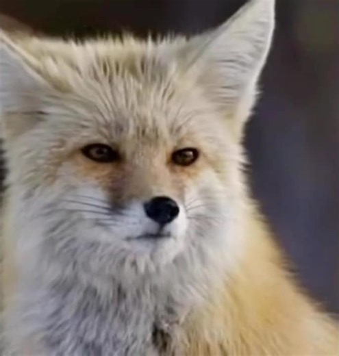 🐺✨ Wolf Transforms Into Human — Unreal Moment! #animals #wildanimals #wolf