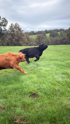 When highland zoomies turn into WWE 🥴 The girls were so excited coming up to the yards yesterday and then Poitre got spicy!.. little did they know they were running up to see the vet! Poitre, Caitir and Dolly had their liver fluke test and can now be released from quarantine. | Highland View Farm