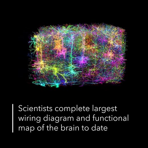 How does the brain work? Scientists are closer to the answer with the largest wiring diagram and functional map of a mammalian brain to date. | Allen Institute