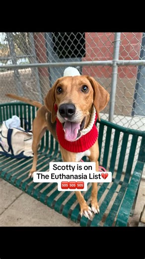 Heather Gee on Instagram: "🚨 URGENT! Meet Scotty! 🚨 Scotty is a 2-year-old Redbone Coonhound who is currently in urgent need of a loving home❣️He’s got long, handsome legs, and weighs in at a solid 47 pounds. This sweet boy is neutered and already on his way to being a great companion with just a little bit of training! Here’s what we know about Scotty: He’s easy to leash and loves his treats! While he could use some work on his leash manners, he’s super affectionate and enjoys all-over pettin